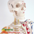 SKELETON08 (12369) Ciência Médica Natureza Vida Tamanho 170CM Esqueleto com Músculos e Ligamentos, 170cm Modelo de Esqueleto